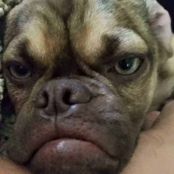 Тут і ніжэй фота: Earl The Grumpy Puppy via Facebook