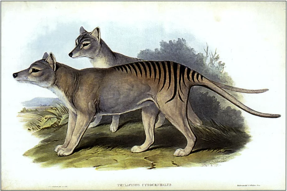 Tasmanijskija vaŭki. Fota: «Vikipiedyja»