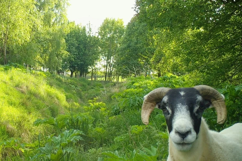 Авечкі на полі з баршчэўнікам Sheep in a field with hogweed Овцы на поле с борщевником